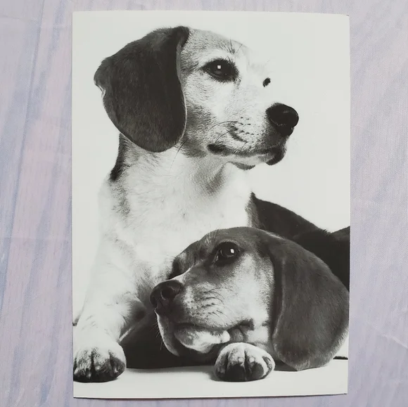 2 (two) Puppy Greeting Cards - Picture 3 of 5